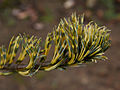 Pinus parviflora Fukai IMG_1555 Sosna drobnokwiatowa